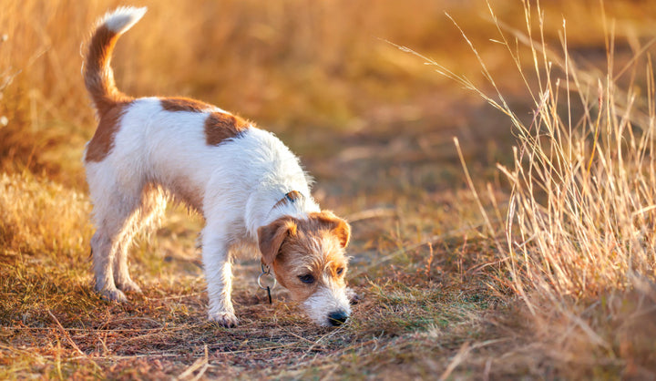 Step-by-Step Guide: Obtaining a Urine Sample from a Dog – SC Nutra